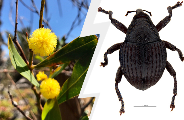 Животные-спасатели, или Как в Сочи боролись с малярией, а в Китае — в воробьями 