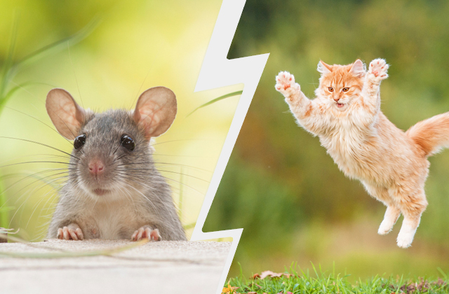 Животные-спасатели, или Как в Сочи боролись с малярией, а в Китае — в воробьями 