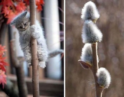 Прикольные и очень прикольные картинки (54 шт)