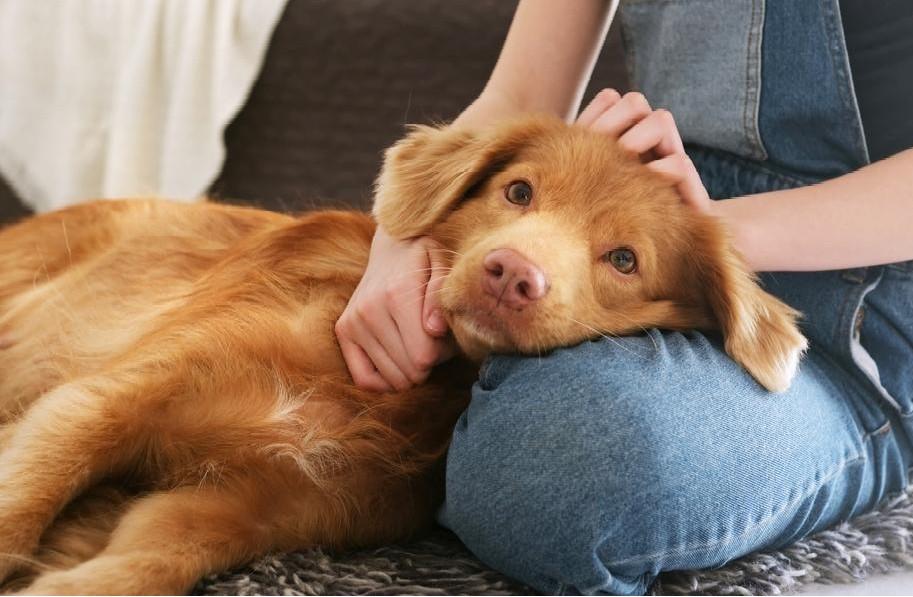 Собака боится оставаться одна: что такое сепарационная тревога у животных и как с ней работать животное, собаки, чтобы, сепарационной, собака, например, хозяина, одиночестве, кошек, тревога, собаку, будет, перед, тревоги, всего, стресс, также, может, можно, разлуки