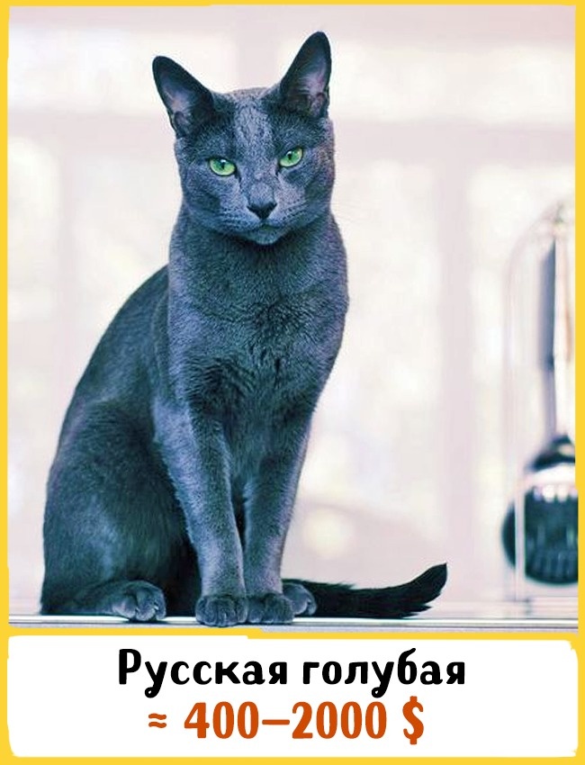 19 шикарных кошек, которые стоят целое состояние