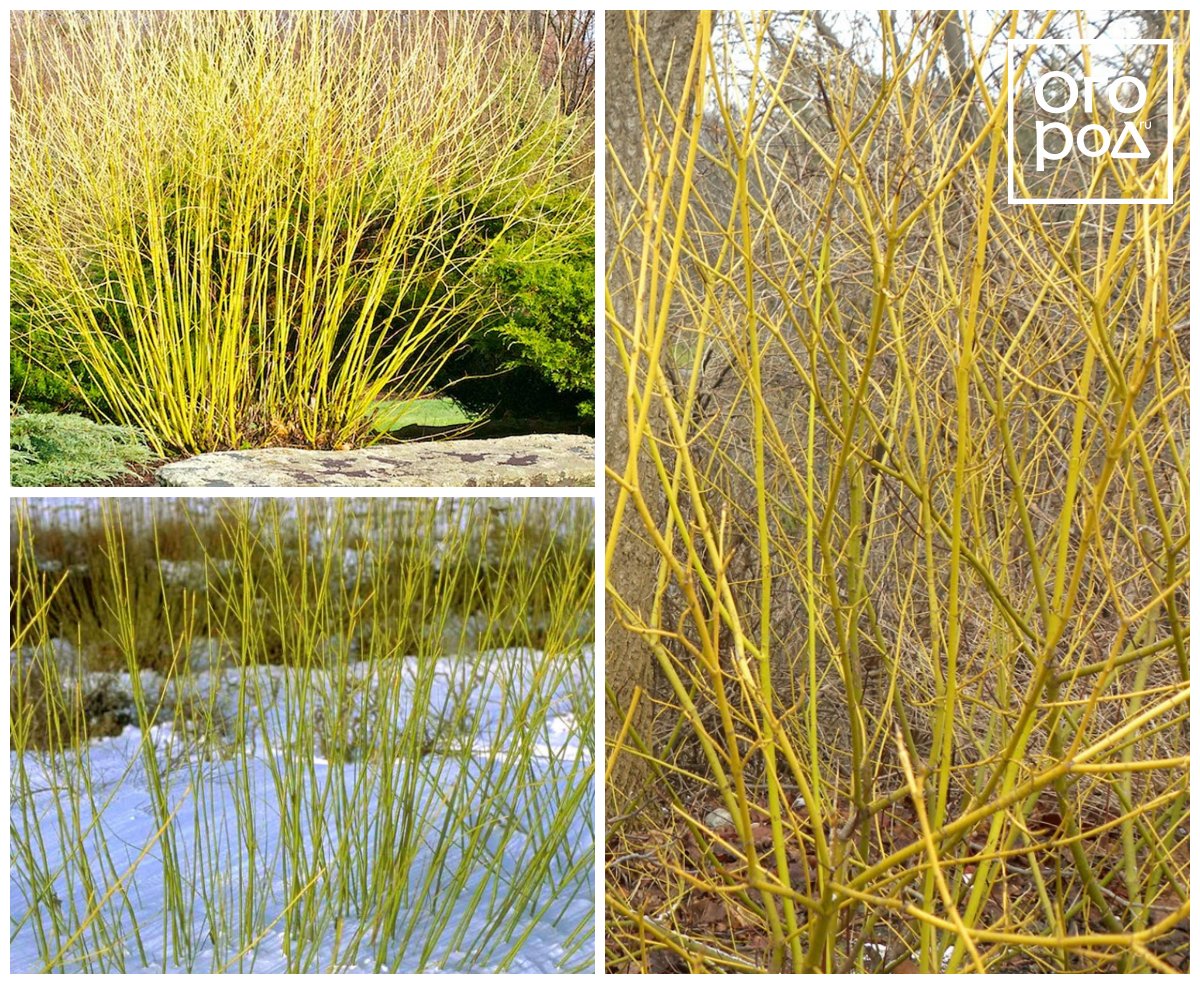 Дерен отпрысковый (Cornus sericea, C. stolonifera) Флавирамеа