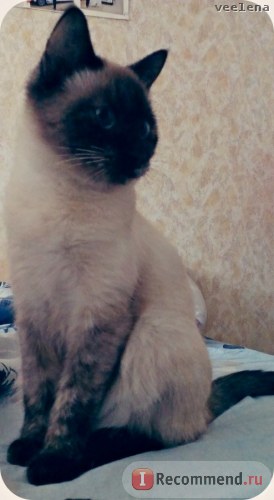 Маркиза