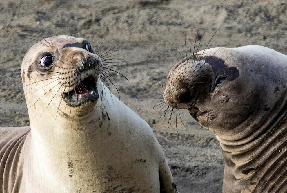 Смешные фотографии животных со всего мира с конкурса Comedy Wildlife Photography Awards 2017