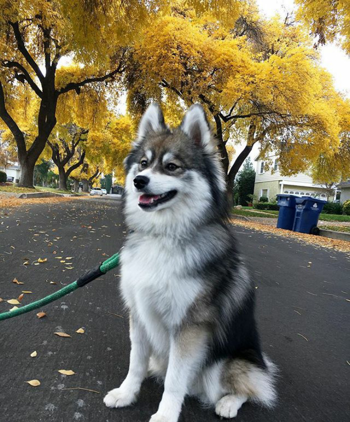Norman The Pomsky