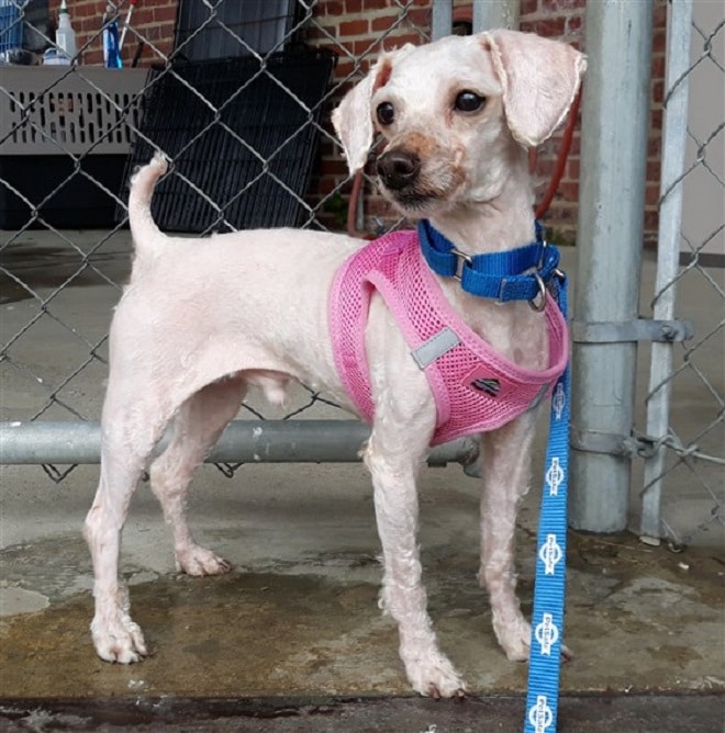 Собака без шерсти