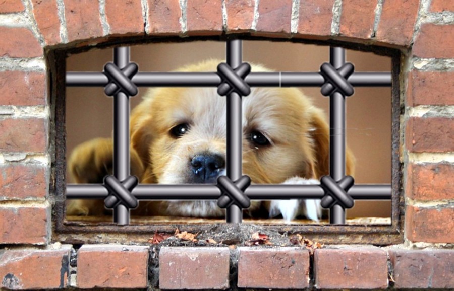 Хроники самоизоляции. Твой дом - турма.