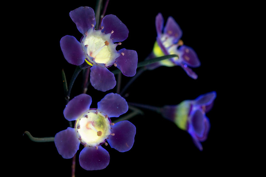 Я сфотографировал невидимый свет, который излучают растения необычное,природа,цветы