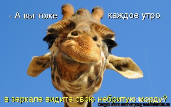 24 картинки развлекательного характера со зверьем 