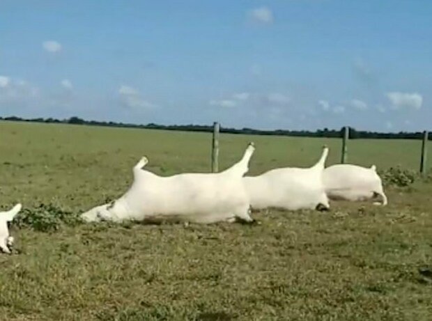 В Техасе молния одним ударом убила сразу 23 коровы