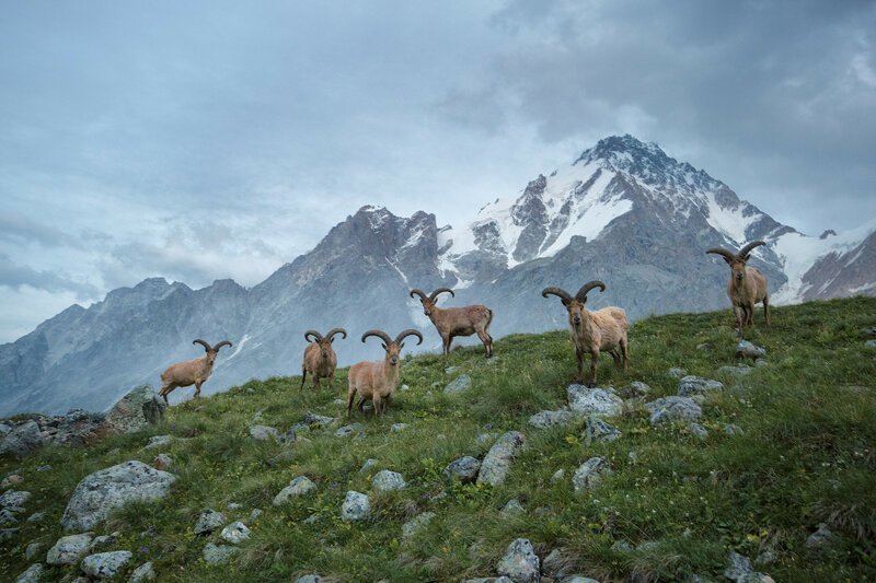 «Хранители Кавказских гор». Автор фото: Наталия Федосова. природа, россия, фото