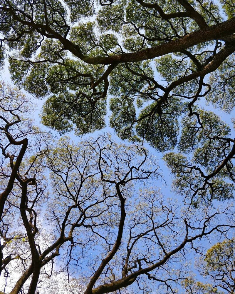 Застенчивость кроны — феномен, при котором кроны деревьев не соприкасаются друг с другом и образуют купол с каналообразными прожилками катаклизмы, природа, растительность