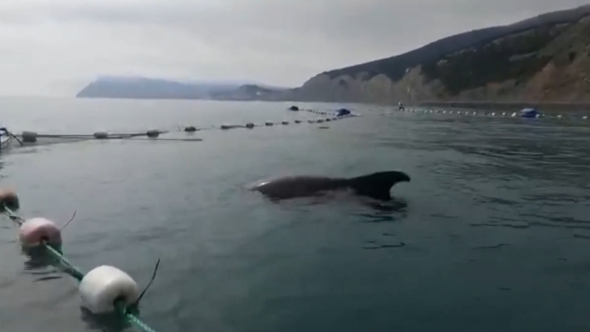 Волонтеров обвиняют за то, что они срезали рыболовные сети и спасли дельфинов