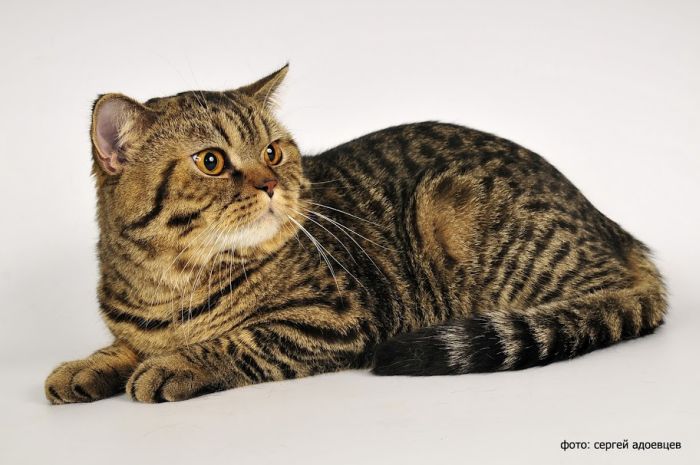 Кошачья фотосессия Кошачья фотосессия