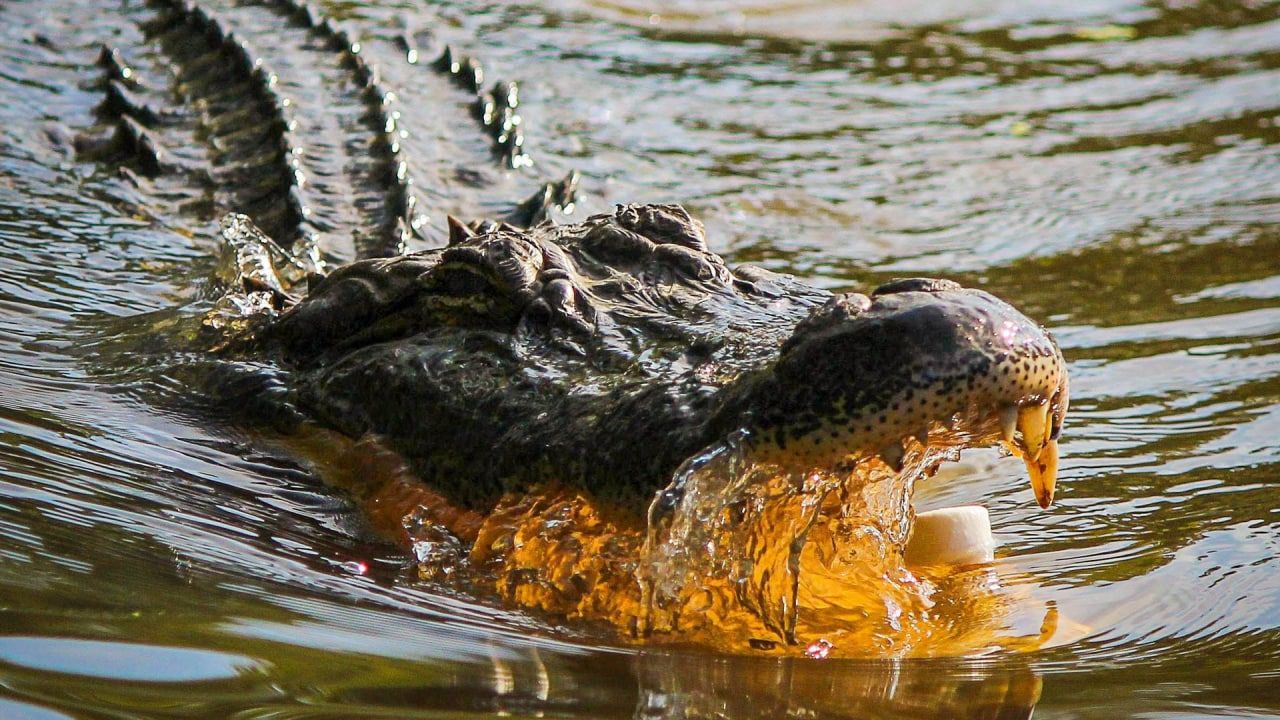 Биолог Петросян допустил появление крокодилов в России из-за климатических изменений