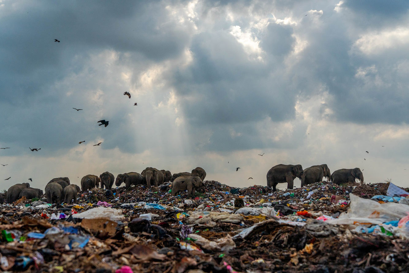 Слоны приходят на свалку во Шри-ланке в поисках еды
