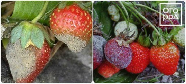 йод против серой гнили