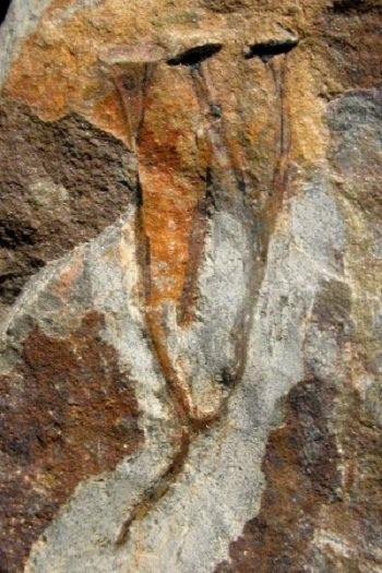 Куксония: Как первые растения заселяли Землю интересное,Куксония,природа,растения