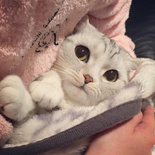 Кошка Хана с большими глазами, взявшая Instagram штурмом (24 фото) Кошка Хана с большими глазами, взявшая Instagram штурмом (24 фото)