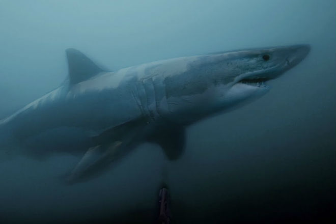 Огромная белая акула внезапно выплыла из темных глубин прямо к дайверу акула