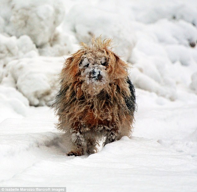 Милейшие создания на Comedy Pet Photography Awards