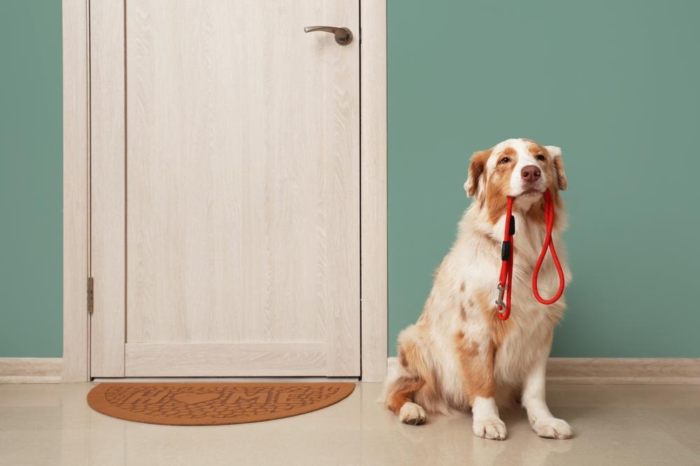 Собака боится оставаться одна: что такое сепарационная тревога у животных и как с ней работать животное, собаки, чтобы, сепарационной, собака, например, хозяина, одиночестве, кошек, тревога, собаку, будет, перед, тревоги, всего, стресс, также, может, можно, разлуки