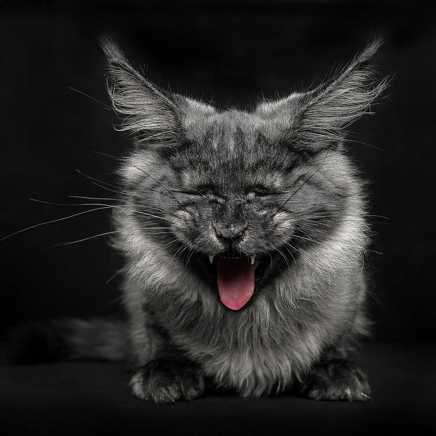 NewPix.ru - Американская енотовая кошка Maine Coon