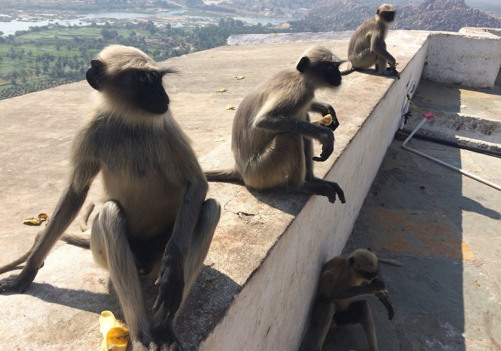 14 особенностей Гоа, о которых нужно знать, чтобы провести отпуск максимально круто 14 особенностей Гоа, о которых нужно знать, чтобы провести отпуск максимально круто заграница,отдых,отпуск,путешествие,туризм