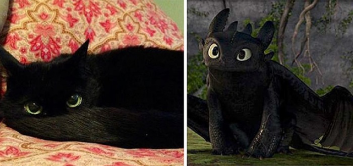 У кота тот же окрас, тот же цвет глаз… чем не прототип для черного дракона?