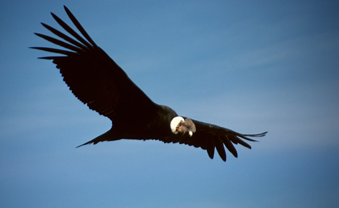Самые большие хищные птицы, которые могут утащить даже собаку большие птицы,крылья,опасность,орел,Пространство,птицы,удар,хвост,хищные птицы