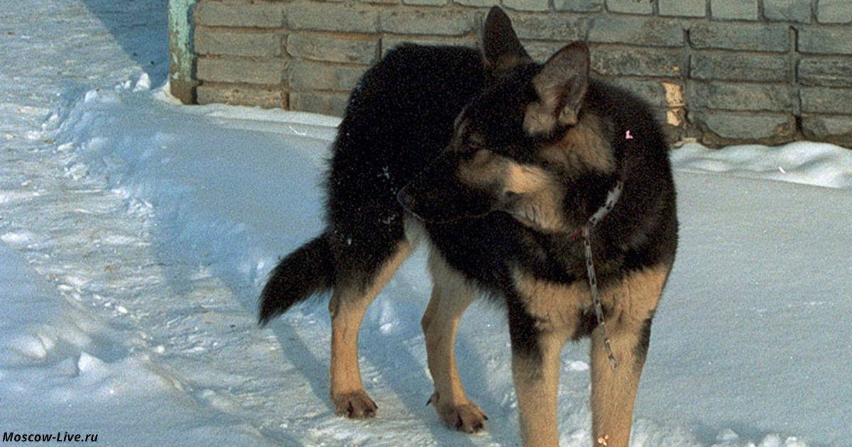 Люди помогали замёрзшей собаке — и ужаснулись, когда увидели, что она прятала под собой