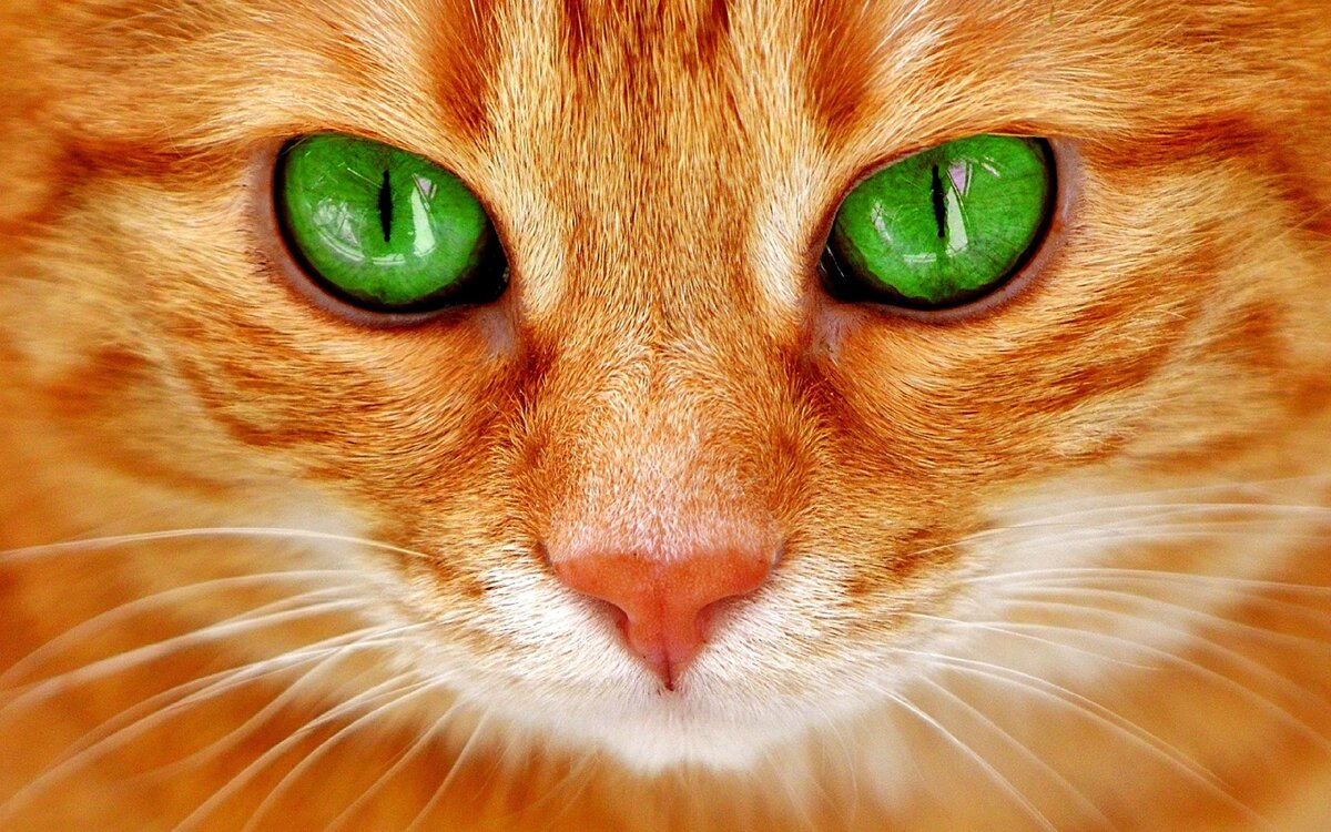 Кошки. Фелинология - наука о кошках. Что скрывает кошачий глаз. кошки, видят, глаза, кошек, людей, зрения, расстояние, сумерках, цвета, ярком, домашних, вообще, больше, могут, круглые, является, оболочка, почти, зрачки, предметы