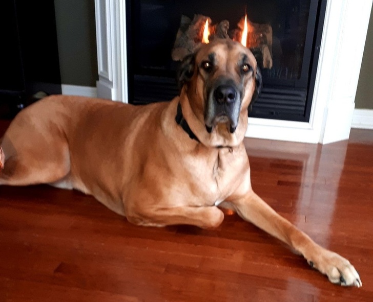 Милые и бессовестные... Милые и бессовестные... животные