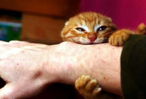 Почему кошка может внезапно вцепиться в руку, когда вы её хотите погладить