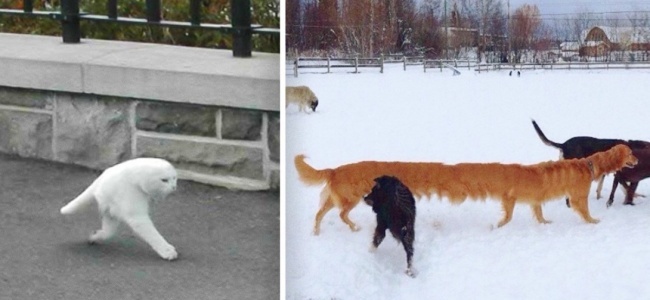 Что то пошло не так перезагрузка. Неудачные панорамы. Собака панорама. Неудачная панорама собаки. Коты в панорамной съемке.