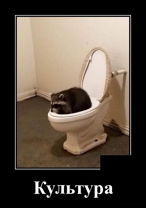 Демотиваторы за среду 14 ноября 