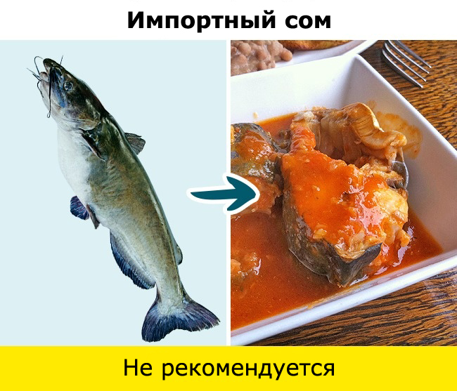 Рыба, сом, макрель, скумбрия, тунец, угорь, пангасиус, сибас, морской окунь, гемпилотоксин, масляная рыба, тайлфиш, гребнеголов, рыбалка, ртуть, нитрофуразон, Вьетнам, Меконг, 