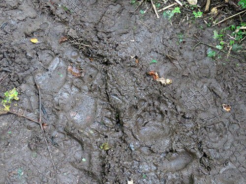 Кунашир: мыс Столбчатый Кунашир: мыс Столбчатый