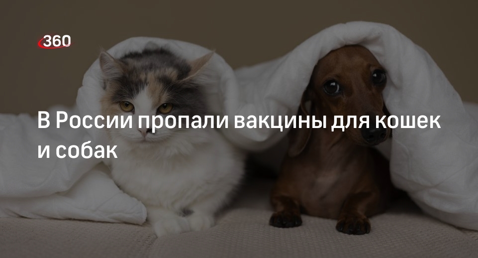 «Известия»: в России возникла нехватка вакцин от инфекций для кошек и собак
