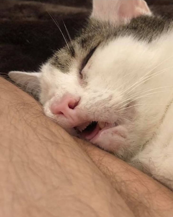 Немного позитива, на ночь глядя. Тема: СОН Немного позитива, на ночь глядя. Тема: СОН