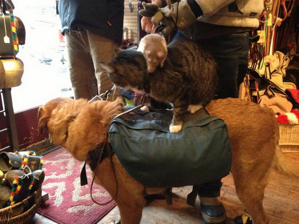 Забавные картинки для хорошего настроения Забавные картинки для хорошего настроения животные,жизнь,звери,земля,котики,коты,курьезы,мир,питомцы,планета,приколы,природа,смешное,собаки,факты,фауна,флора,щенки,юмор