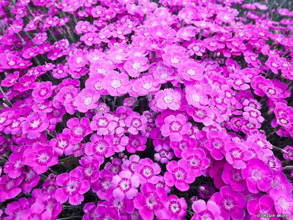 Завораживающее зрелище: цветочный дождь в парке Асикага Асикага,глицинии,Япония