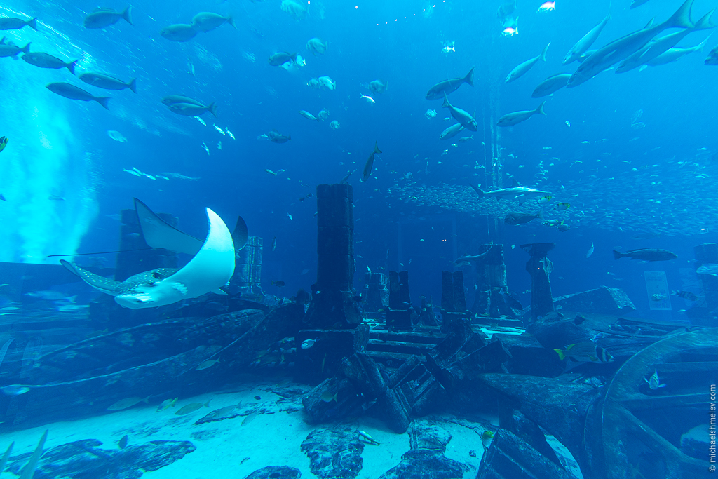 Дубай: успеть за 10 дней авиатур