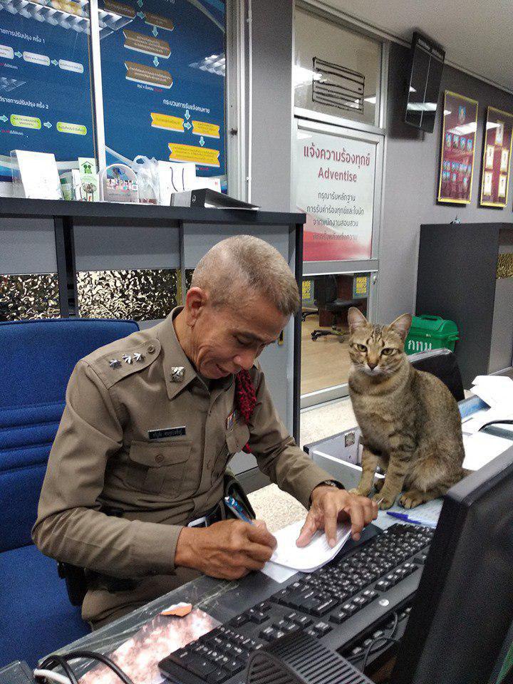 Кот-полицейский из Таиланда