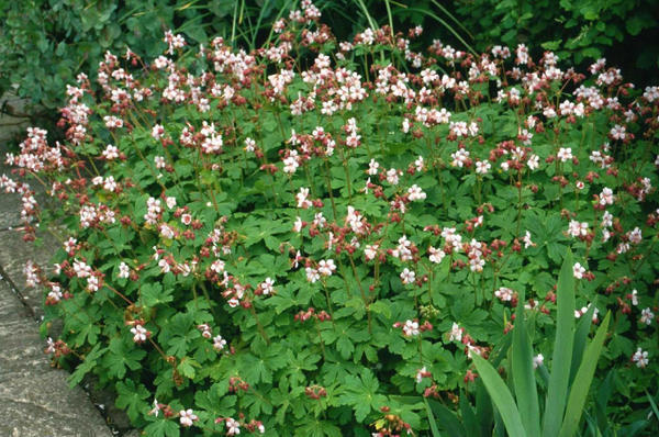 Герань крупнокорневищная &amp;amp;amp;amp;amp;amp;#39;Ingwersens Variety&amp;amp;amp;amp;amp;amp;#39;. Фото с сайта www.coblands.co.uk