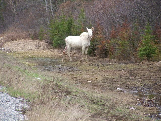 05-albino-moose