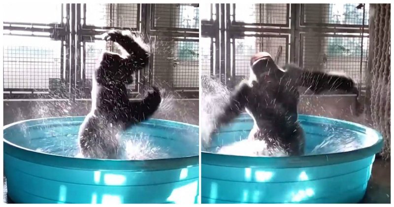 Эта горилла знает, как нужно хорошо проводить время в бассейне Радость, видео, водные процедуры, горилла, животные, зоопарк, прикол