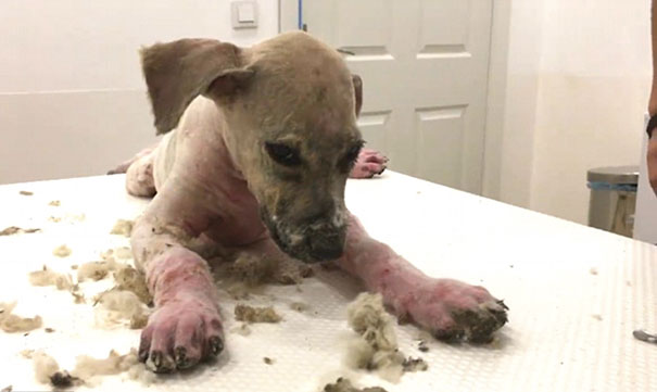 puppy-covered-clue-rescued-pascal-14