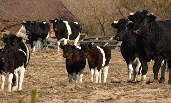 В Чернобыльской зоне отчуждения фотоловушка заметила стадо коров, которые живут сами по себе