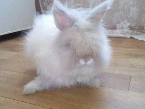 Выбираем декоративного кролика супер